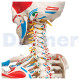 Human Skeleton To 13 With Cover